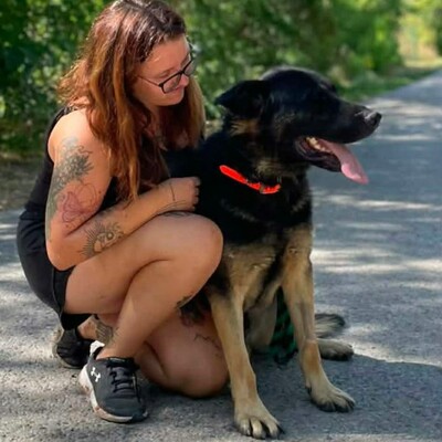 🐶Buddy Schäferhund Mischling ist ein echter Spaßvogel, liebt Spielzeug und kann sich wunderbar selbst beschäftigen💥, Schäferhund Mischling - Rüde