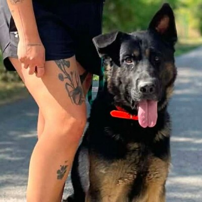 🐶Buddy Schäferhund Mischling ist ein echter Spaßvogel, liebt Spielzeug und kann sich wunderbar selbst beschäftigen💥, Schäferhund Mischling - Rüde
