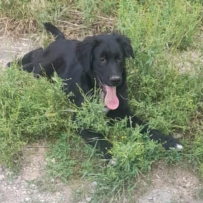 Buddy - ein kleiner Sonnenschein auf vier Pfoten, Mischling Welpen - Rüde