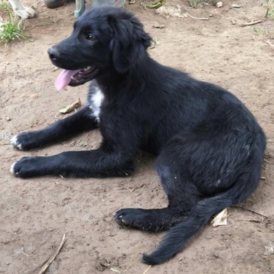 Buddy - ein kleiner Sonnenschein auf vier Pfoten, Mischling Welpen - Rüde