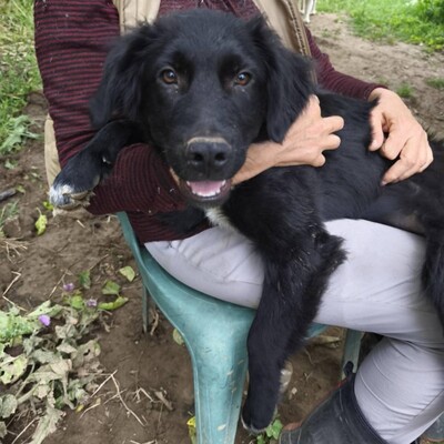 Buddy - ein kleiner Sonnenschein auf vier Pfoten, Mischling Welpen - Rüde