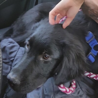 Buddy - ein kleiner Sonnenschein auf vier Pfoten / Reserviert, Mischling Welpen - Rüde