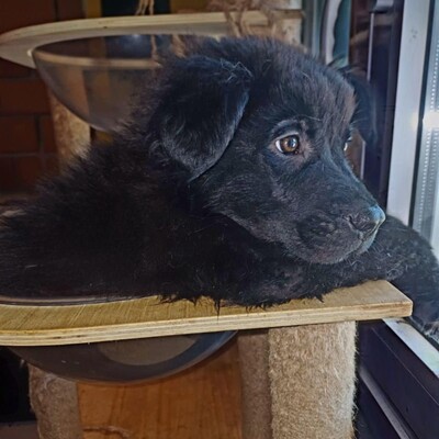 Buddy - ein kleiner Sonnenschein auf vier Pfoten / Reserviert, Mischling Welpen - Rüde