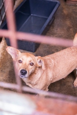Buddy – kleiner Sonnenschein hat großen Kuschelbedarf, Mischling - Rüde