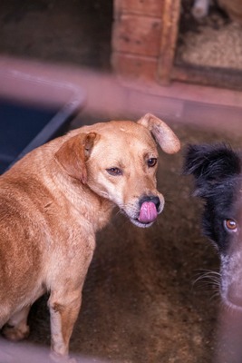 Buddy – kleiner Sonnenschein hat großen Kuschelbedarf, Mischling - Rüde