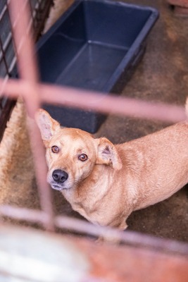 Buddy – kleiner Sonnenschein hat großen Kuschelbedarf, Mischling - Rüde