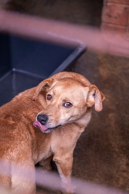 Buddy – kleiner Sonnenschein hat großen Kuschelbedarf, Mischling - Rüde