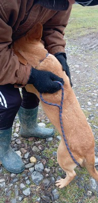 Buddy – kleiner Sonnenschein hat großen Kuschelbedarf, Mischling - Rüde