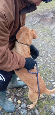 Buddy – kleiner Sonnenschein hat großen Kuschelbedarf, Mischling - Rüde