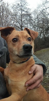 Buddy – kleiner Sonnenschein hat großen Kuschelbedarf, Mischling - Rüde