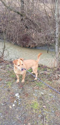 Buddy – kleiner Sonnenschein hat großen Kuschelbedarf, Mischling - Rüde