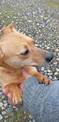 Buddy – kleiner Sonnenschein hat großen Kuschelbedarf, Mischling - Rüde