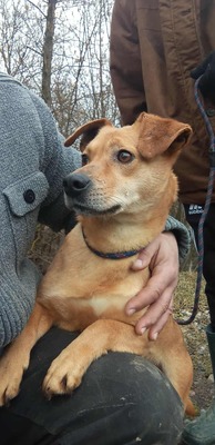 Buddy – kleiner Sonnenschein hat großen Kuschelbedarf, Mischling - Rüde
