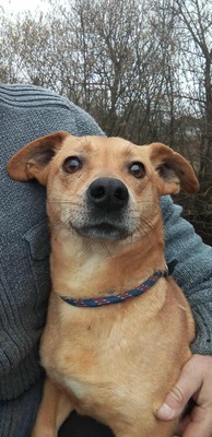 Buddy – kleiner Sonnenschein hat großen Kuschelbedarf, Mischling - Rüde