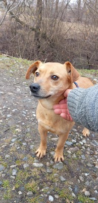 Buddy – kleiner Sonnenschein hat großen Kuschelbedarf, Mischling - Rüde