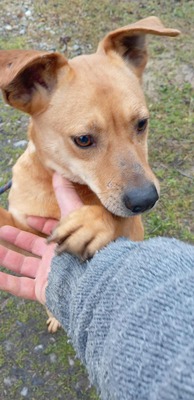 Buddy – kleiner Sonnenschein hat großen Kuschelbedarf, Mischling - Rüde
