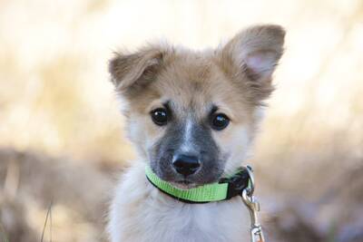 Buddy sucht liebevolle Eltern, Spitz-Mischling Welpen - Rüde