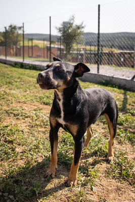 Bueno - bewegungsfreudig, zutraulich, freundlich, neugierig