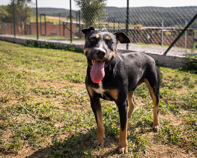 Bueno - bewegungsfreudig, zutraulich, freundlich, neugierig, Mischling (Video auf HP) - Rüde
