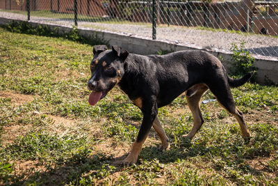 Bueno - bewegungsfreudig, zutraulich, freundlich, neugierig, Mischling (Video auf HP) - Rüde