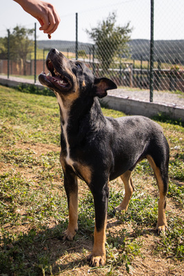 Bueno - bewegungsfreudig, zutraulich, freundlich, neugierig, Mischling (Video auf HP) - Rüde