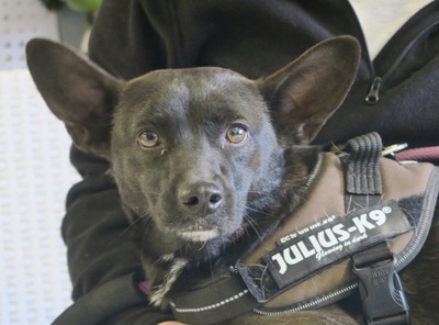 Buffy, Mix - Hündin