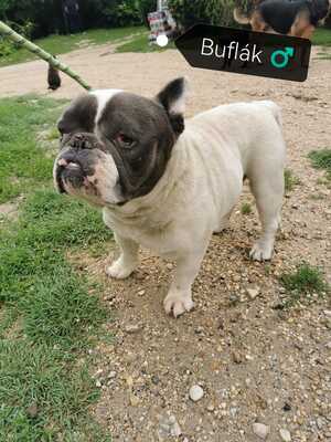 Buflak sucht liebevolles Zuhause für seinen Lebensabend, Englisch Bulldoggen Mix - Rüde