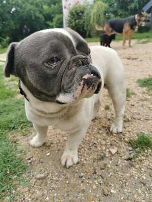 Buflak sucht liebevolles Zuhause für seinen Lebensabend, Englisch Bulldoggen Mix - Rüde