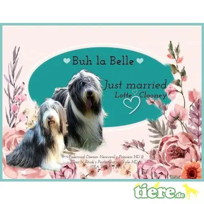Buh La Belle , Bearded Collie Welpen - Hündin