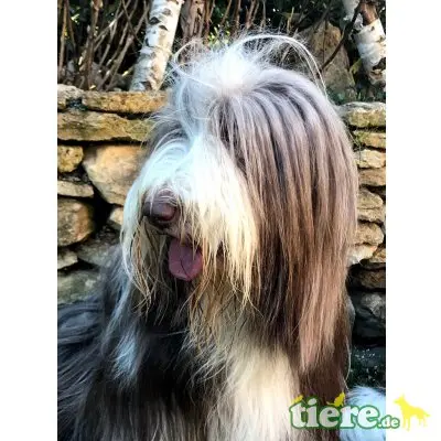 Buh La Belle , Bearded Collie Welpen - Hündin