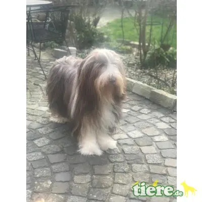 Buh La Belle , Bearded Collie Welpen - Hündin