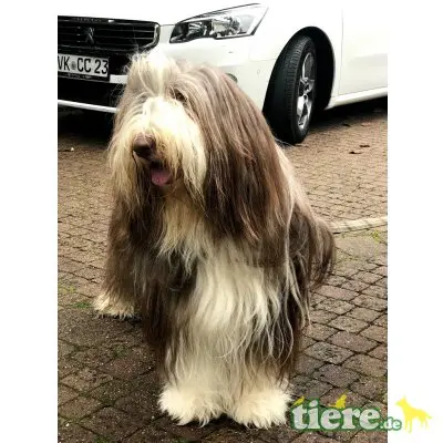 Buh La Belle , Bearded Collie Welpen - Hündin