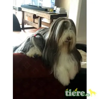 Buh La Belle , Bearded Collie Welpen - Hündin