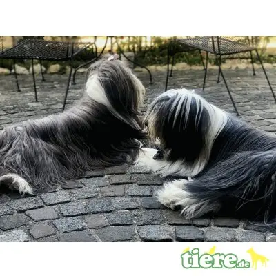 Buh La Belle , Bearded Collie Welpen - Hündin