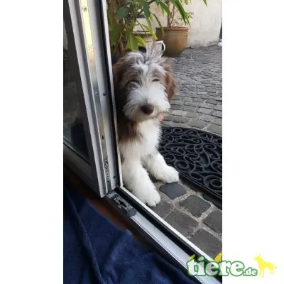 Buh La Belle , Bearded Collie Welpen - Hündin