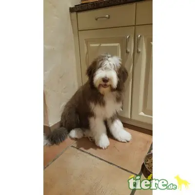 Buh La Belle , Bearded Collie Welpen - Hündin