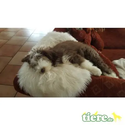 Buh La Belle , Bearded Collie Welpen - Hündin