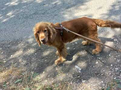 Buksi - Freundlicher Sonnenschein, ca. 7 Jahre, Mischling - Rüde