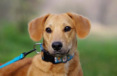Buksi, Mischling Welpen - Rüde