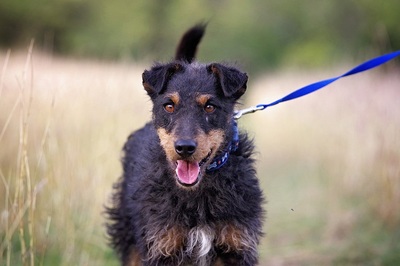 Buksi, Mischlingsrüde - Rüde