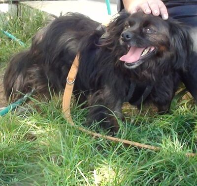 Buli, unbekannt - Rüde