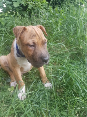 Bulldogge OEB Mix Welpen - Rüde