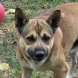 Bumi, unbekannt - Rüde