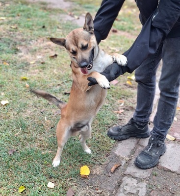 Bumi, unbekannt - Rüde