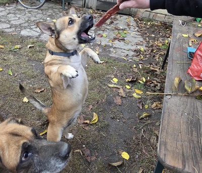 Bumi, unbekannt - Rüde