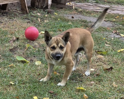 Bumi, unbekannt - Rüde