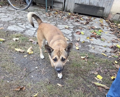 Bumi, unbekannt - Rüde