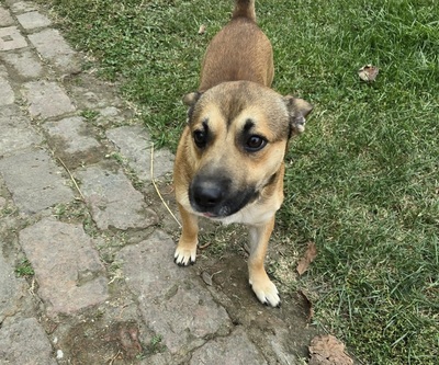 Bumi, unbekannt - Rüde