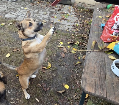 Bumi, unbekannt - Rüde