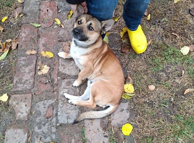 Bumi, unbekannt - Rüde